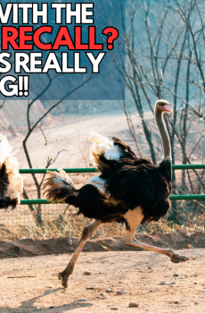 Struggling with the EMERGENCY RECALL? Here is what's really going WRONG!!